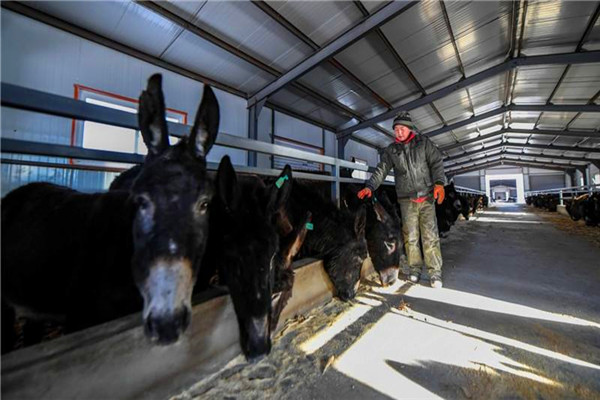 驴肉怎么养,驴肉好吃为什么不大量饲养