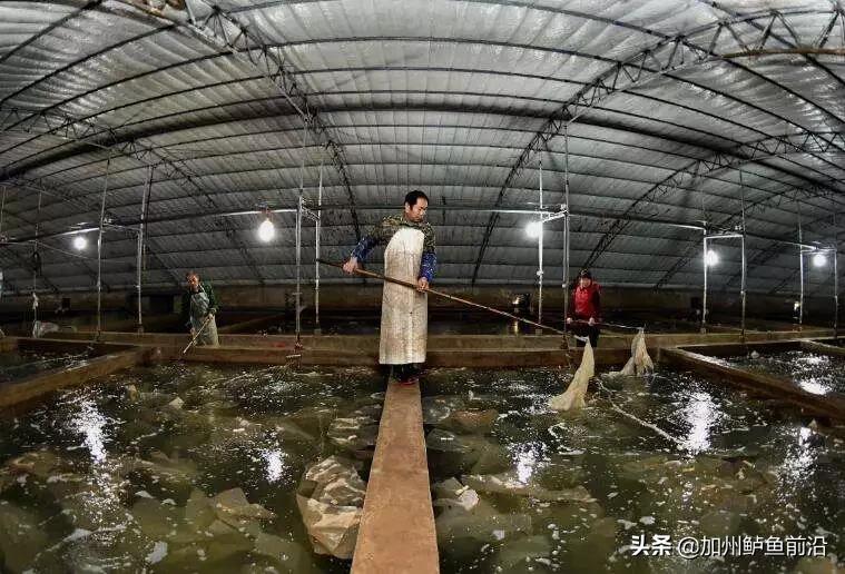 水产鱼类肠炎治疗方法,大菱鲆腹水病