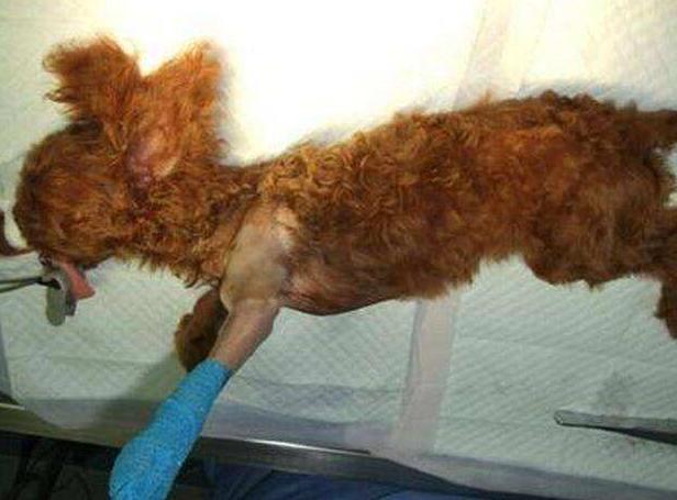 惩罚泰迪犬时5个禁忌绝不能犯,养泰迪犬的4大禁忌总有人会犯错