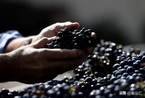 同样是公鸡为什么它的地位那么高,公鸡为什么那么威武