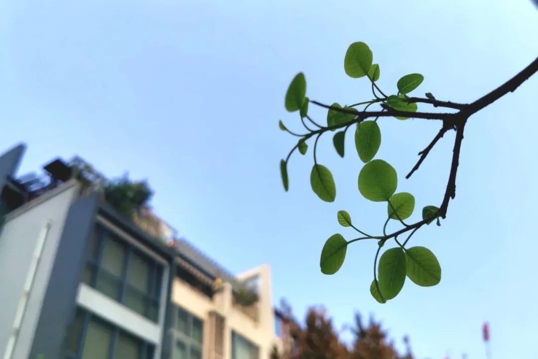 春天的绿色风景,春天的绿色是什么绿