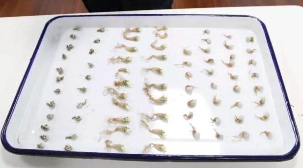 海淘多肉是合法吗,海淘多肉有什么危险