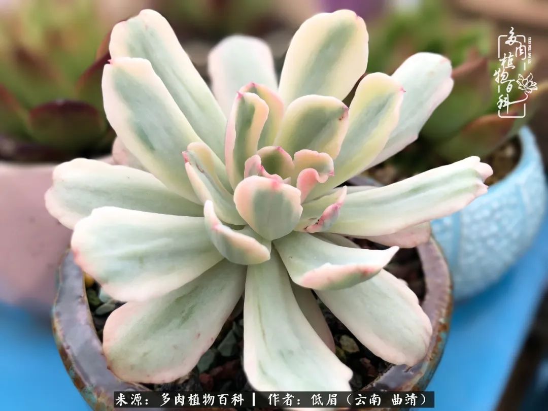 多肉怎么养度夏,多肉怎么养之度夏篇