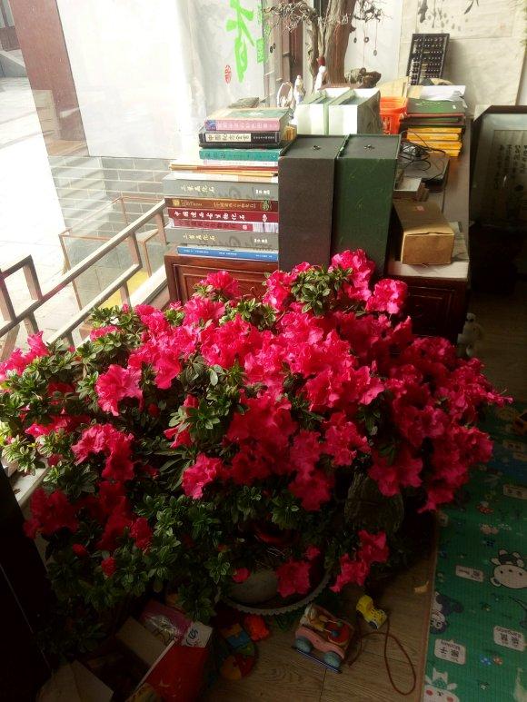 养了一个月的杜鹃花蔫了怎么办,在干燥的北方室内如何养杜鹃花