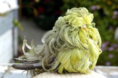 虎皮鹦鹉有长冠的吗,请问蓝色的虎皮鹦鹉长什么样