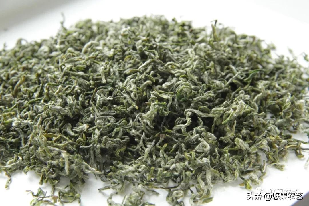 普陀佛茶明前茶,2017普陀佛茶