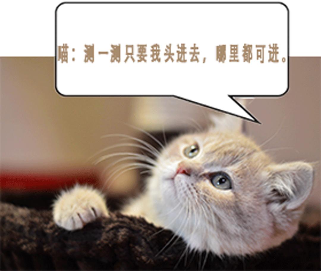 猫咪的天线有什么区别 (猫咪可以自带天线吗)