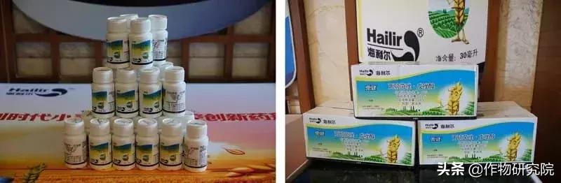 赤霉病白粉病锈病哪个减产厉害,赤霉病和小麦白粉病