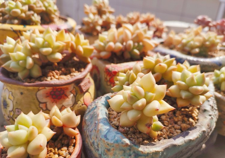 养多肉的感悟熬过冬季,象牙多肉养护方法