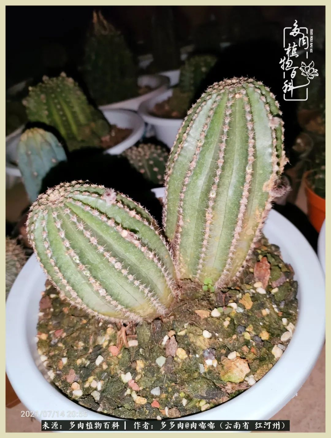 这个春天我们一起去赏花,这个季节我们一起去看花