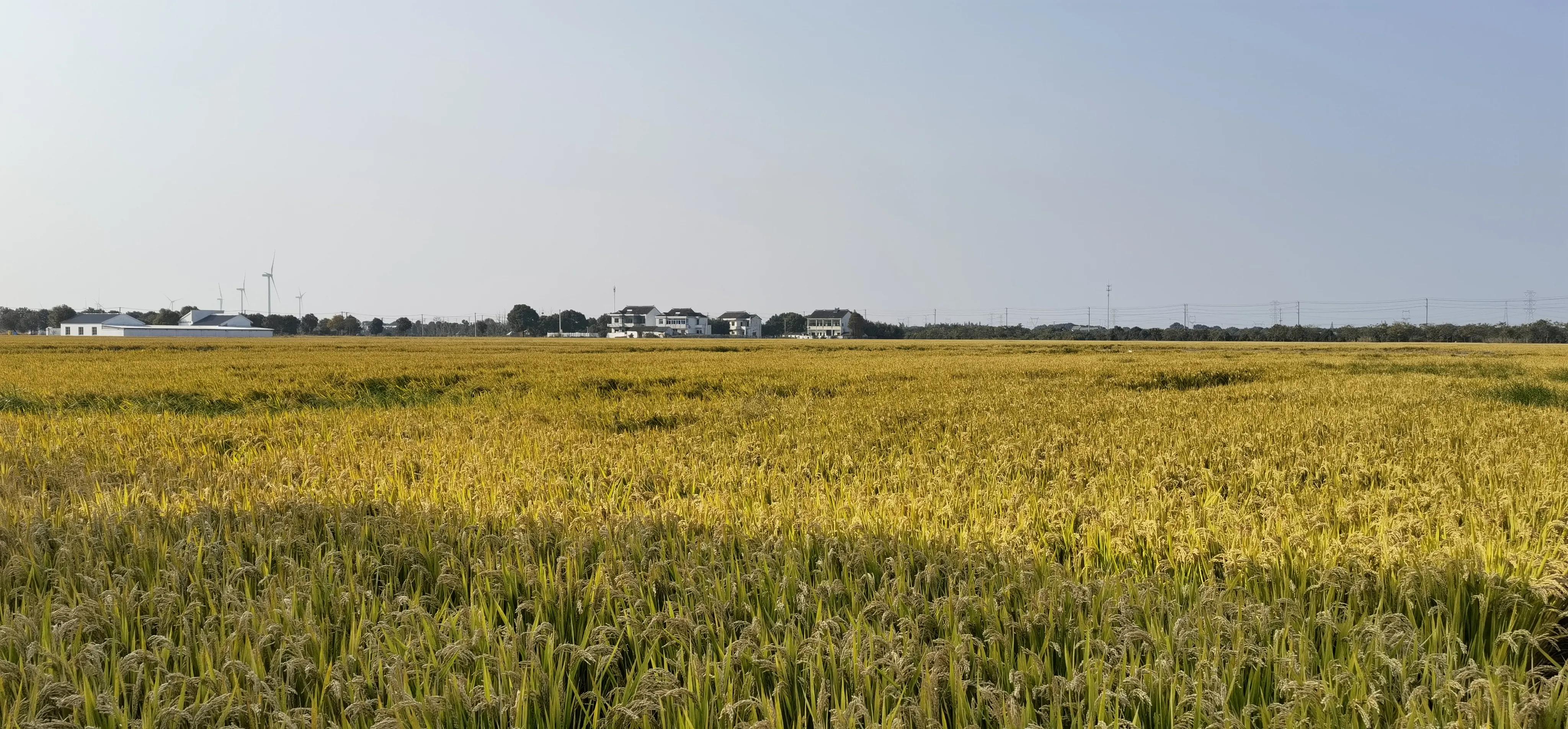 阳澄湖本地吃蟹攻略,苏州阳澄湖蟹