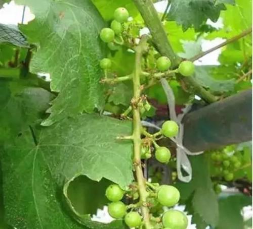 蓝宝石葡萄落花落果严重用什么药,如何防治葡萄落果严重
