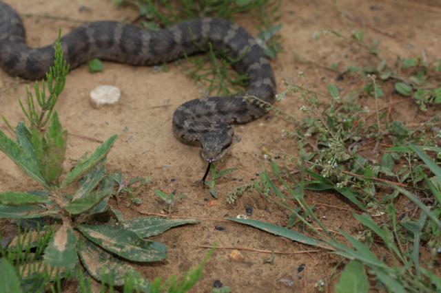 中国十大毒蛇银环蛇排名第几 (中国的毒蛇)