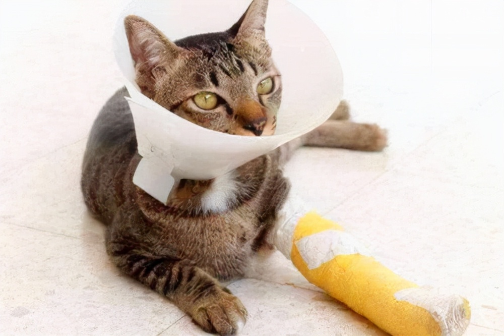 猫咪被咬伤口化脓怎么处理,猫咪脖子有化脓伤口会自愈吗