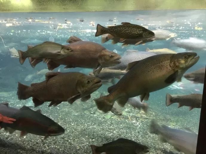 难忘的新西兰之行,在新西兰难忘的日子