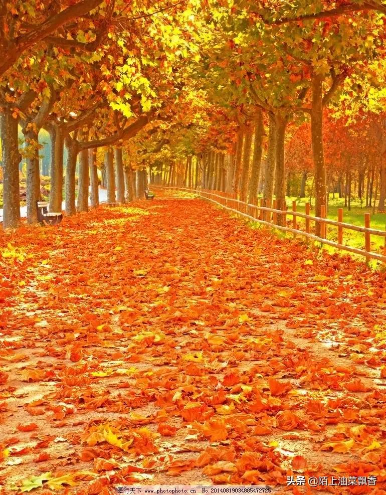 晚秋的浪漫、最后的舞蹈——落叶