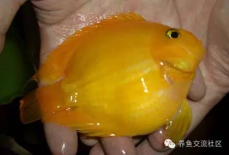 招财热带鱼观赏鱼大全,财神鹦鹉鱼热带观赏鱼