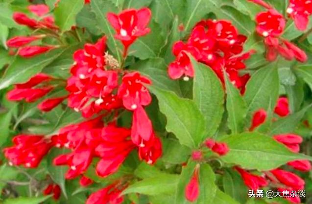 路边常见一种野草堪称止血良药,农村这种野草名字霸气功效多