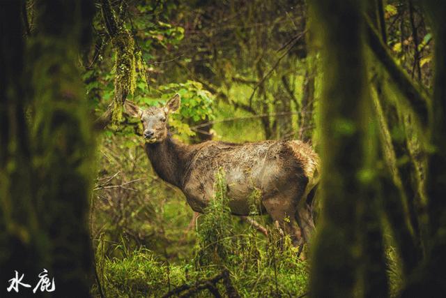 万亩杜鹃花开！邂逅野生水鹿，观云海住树屋，成都自驾3.5h就到！