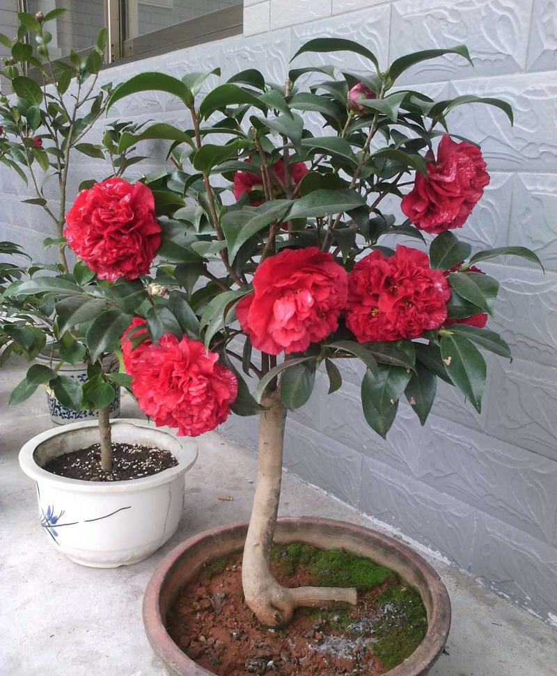 室内可以养的十大吉祥花,最好养的吉祥花有哪些