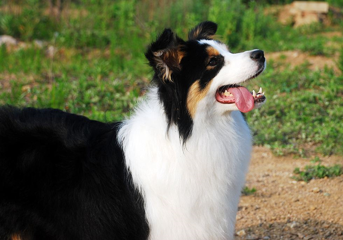 给狗狗强行喂药会造成什么伤害,狗狗喂药要隔多长时间才可以喂药