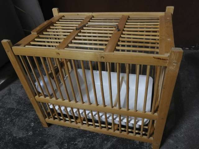 画眉鸟不洗澡最有效方法,画眉鸟如何洗澡