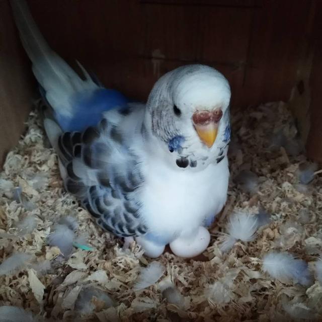 鹦鹉饲养方法和注意事项,鹦鹉饲养方法及注意事项