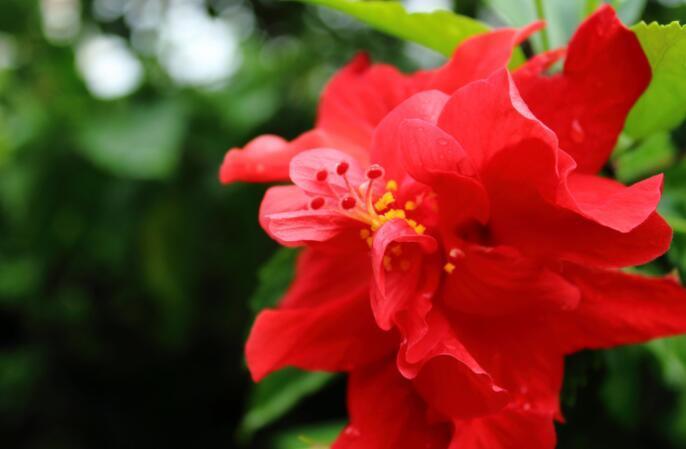 怎样养好扶桑花视频讲解,刚买的扶桑花怎么处理才能养好