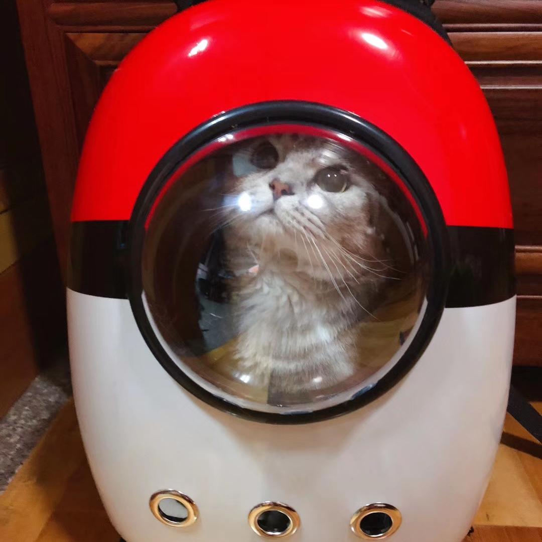 英短怎么养才变得粘人,美短粘人还是英短粘人