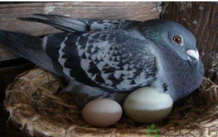 导致儿童性早熟居然这么多!可你想过根儿在哪吗?