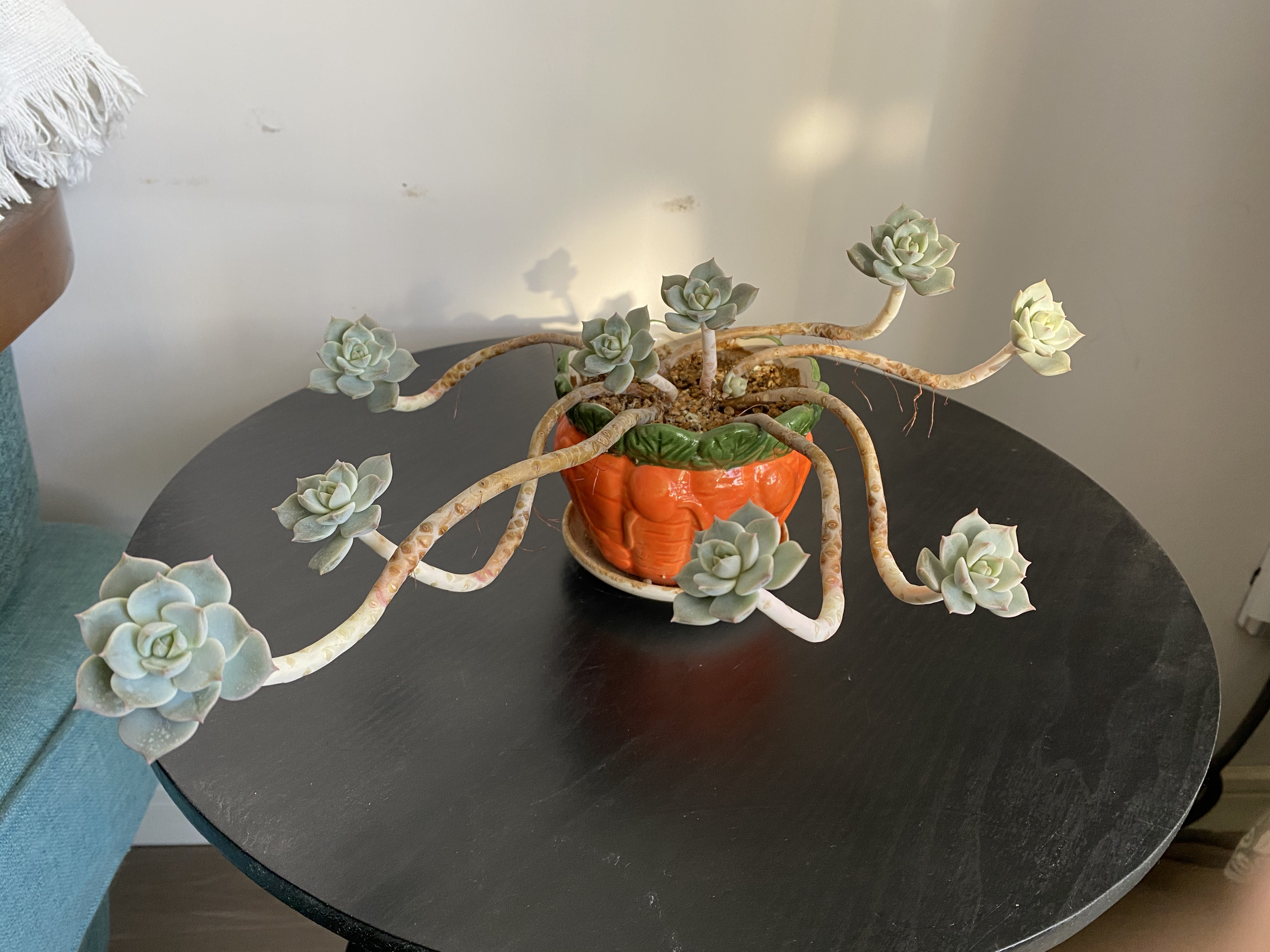 徒长的多肉,徒长的多肉怎么做悬崖造型