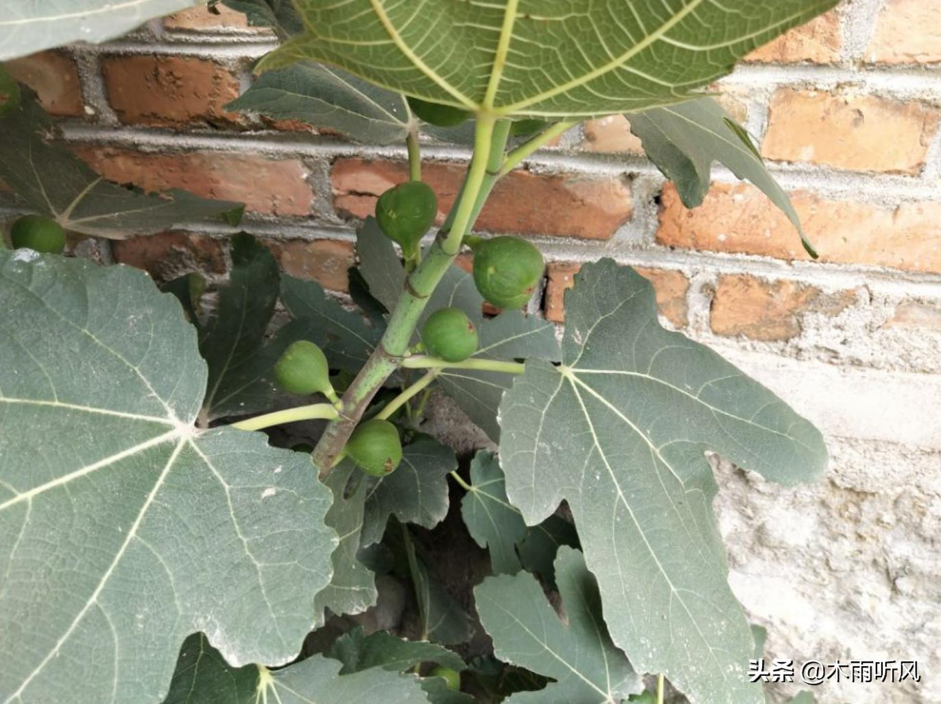 干的无花果怎么保存,干无花果怎么保存时间长