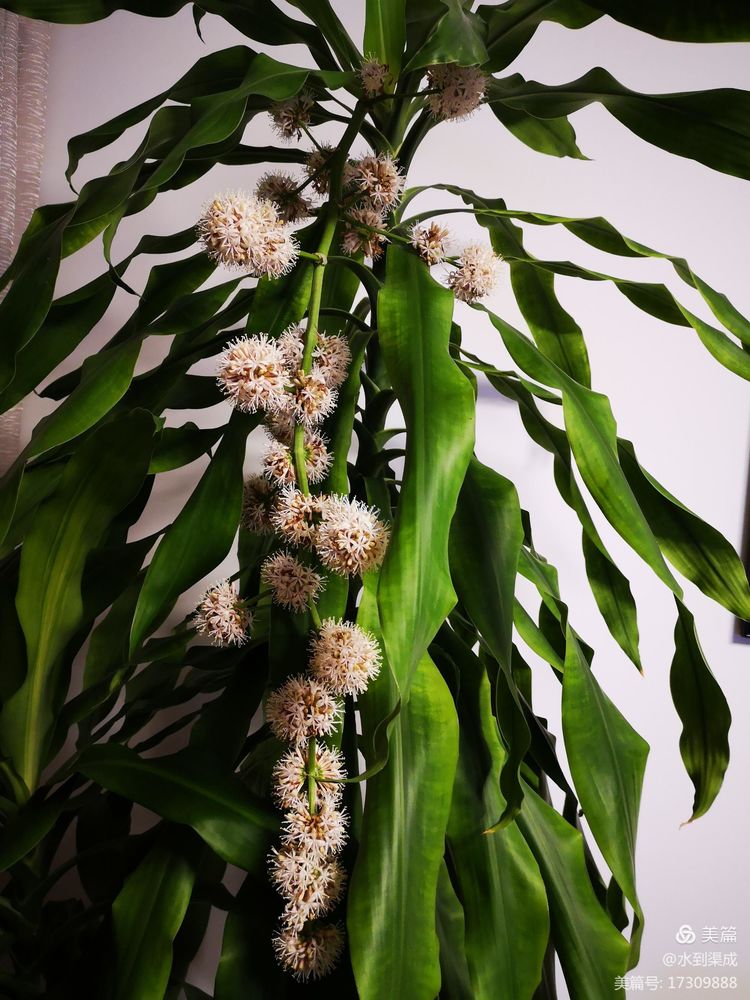 巴西木是满屋花香吗,巴西木花香有毒吗