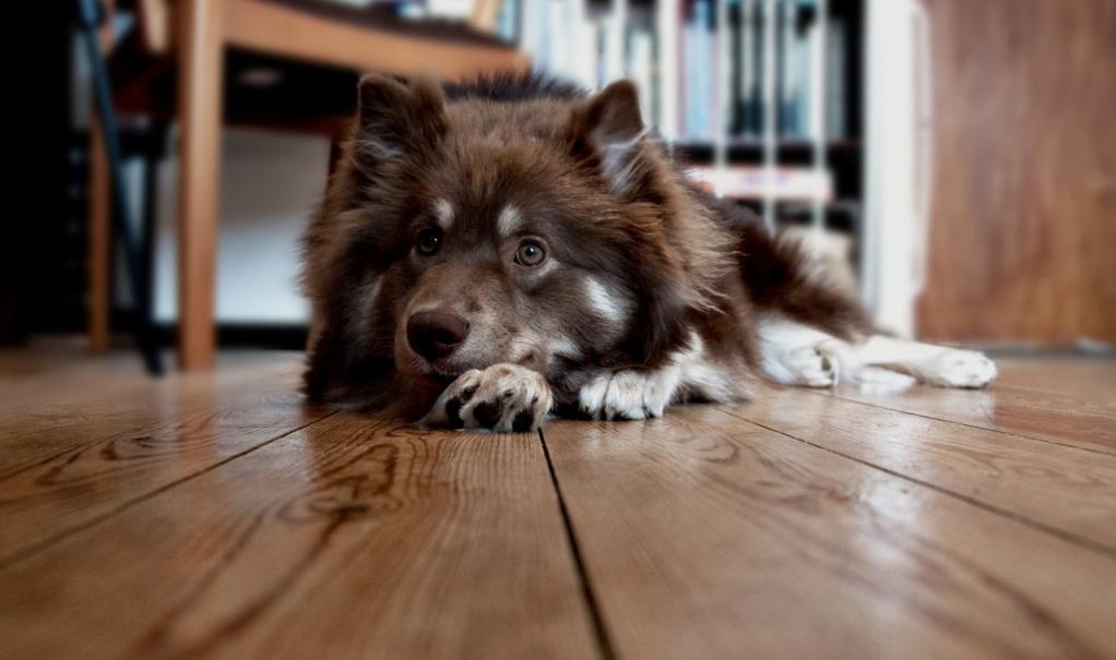 家里的狗狗掉毛毛应该怎么弄,狗狗毛发褪色怎么回事如何解决