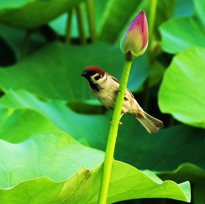 有关秦皇岛的歌曲,这些经典流行歌曲满满的都是回忆