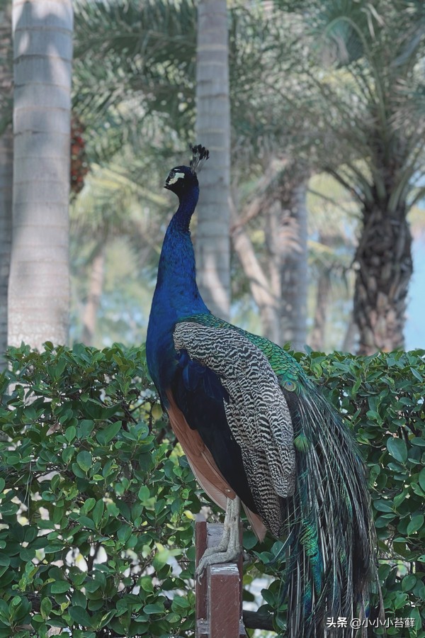 三亚吃住行,三亚自由行海边住宿攻略