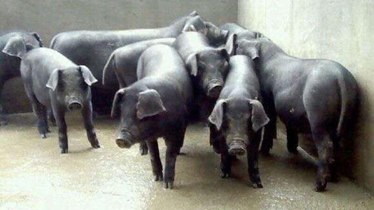 太湖母猪配长白优缺点,太湖二代母猪的优缺点