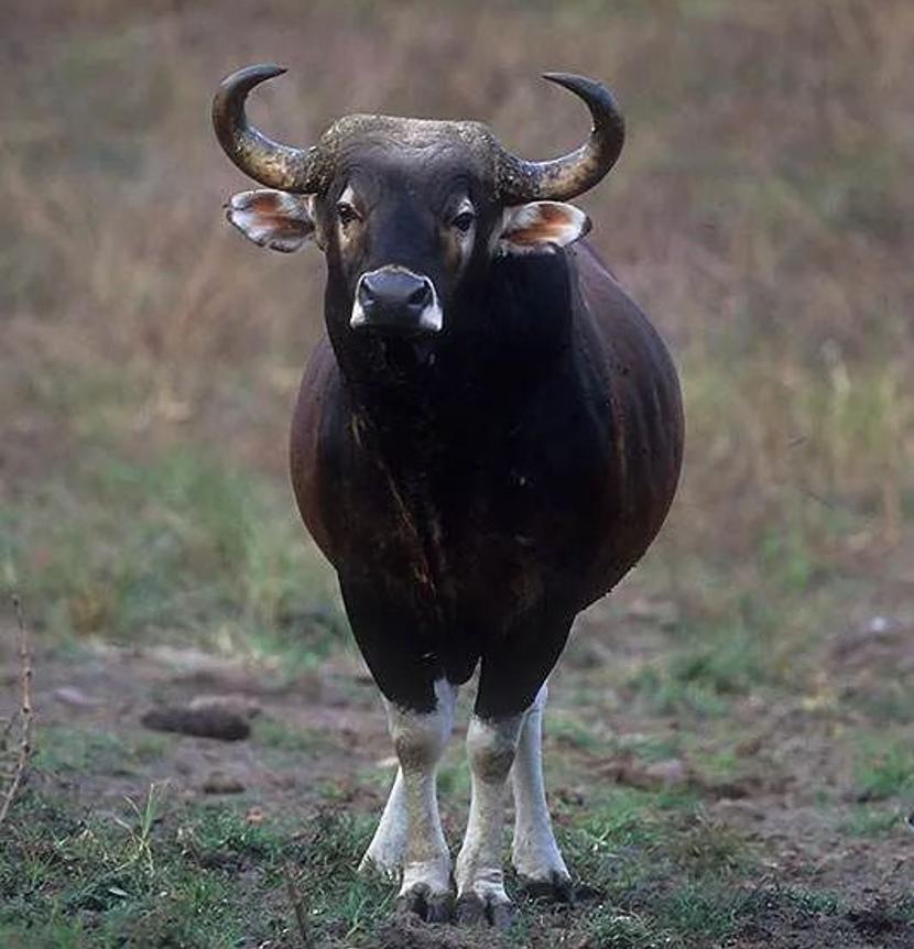 柬埔寨风俗禁忌有哪些,柬埔寨不能做的十件事