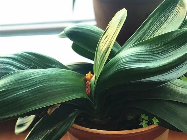 10种好养的花草,这些绿植养在家里高级又实用