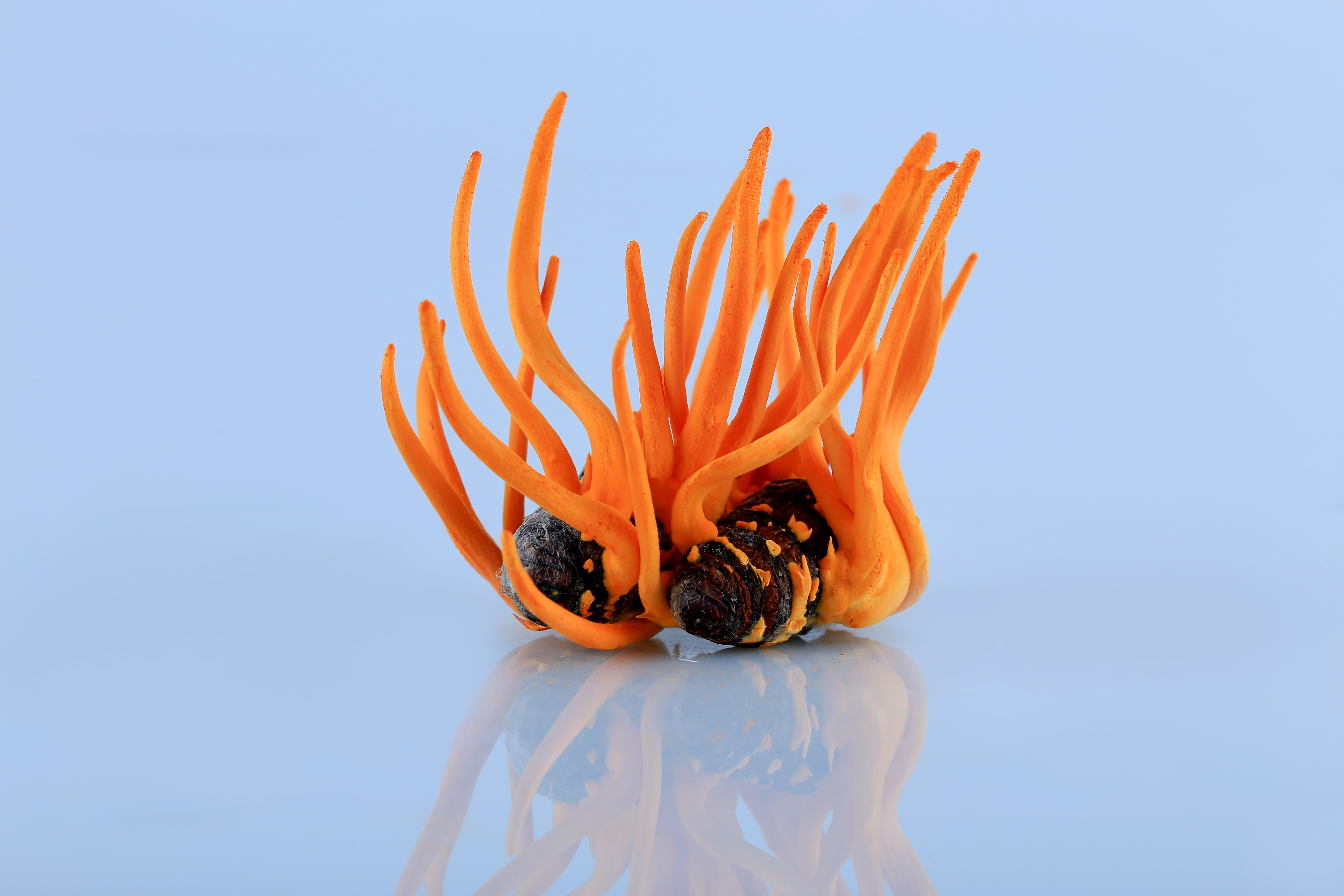 贵州虫草真虫草和伪虫草区别,西藏虫草跟青海虫草四川虫草辨别