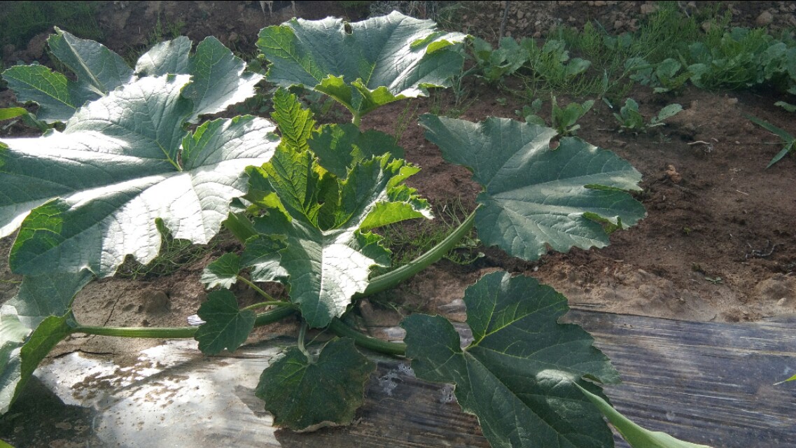 为什么南瓜苗会枯萎死,南瓜苗移栽后长得很慢是什么原因