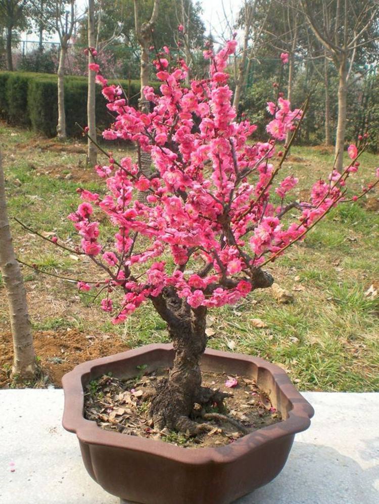 制作盆景的入门技巧,怎样制作盆景