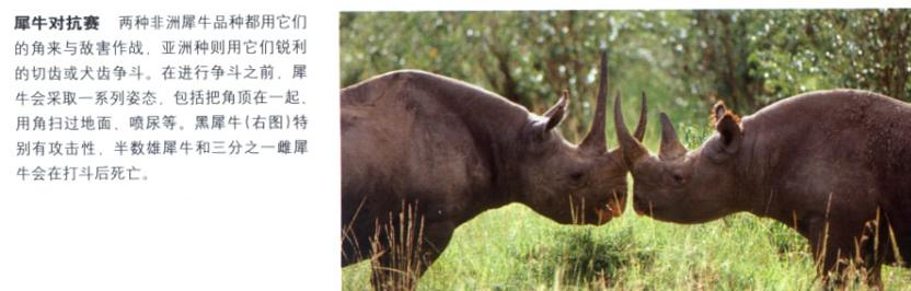 犀牛奇蹄目犀科动物,犀牛体格威猛是一种珍贵动物