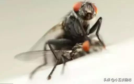 消灭苍蝇的办法是怎么做的,苍蝇太多怎么消灭最快最有效