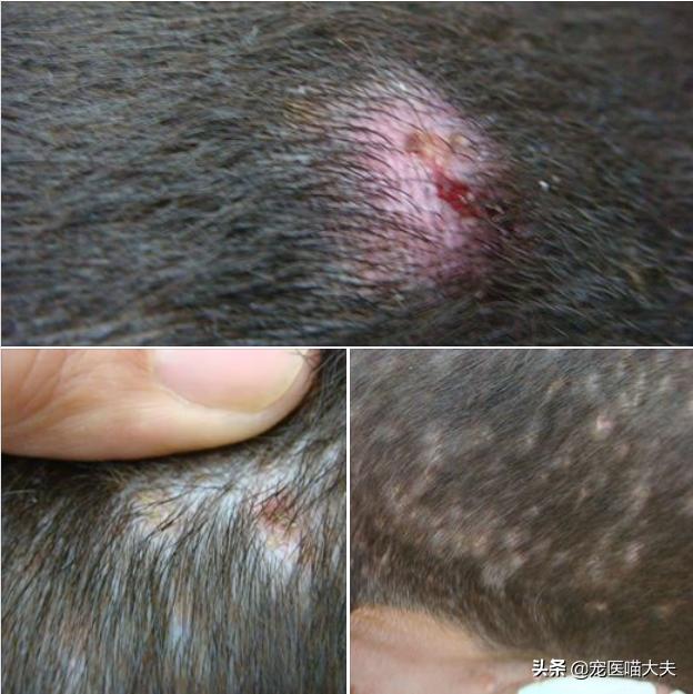夏天狗狗得皮肤病,为啥狗狗总换季的时候得脓皮症