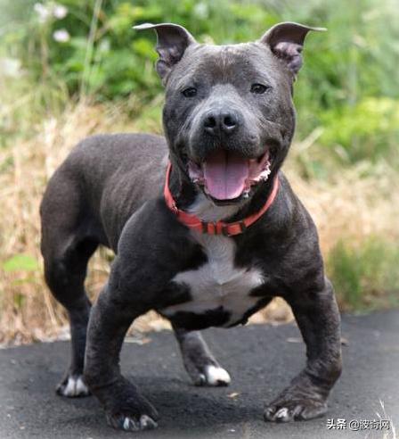 繁殖犬被割去声带,繁殖犬子宫脱落被丢弃