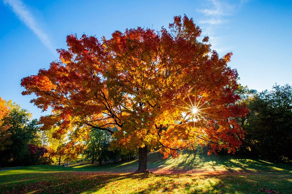 盘点世界各国国花你最喜欢哪种,盘点各国国花