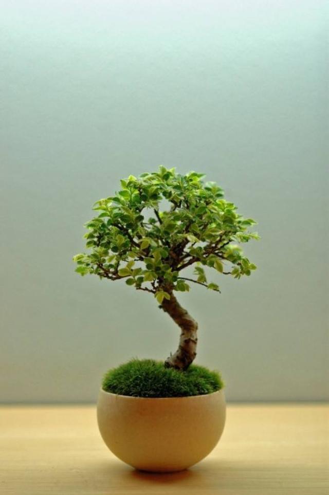 想要盆栽长得好怎么养,想养盆景先养什么品种