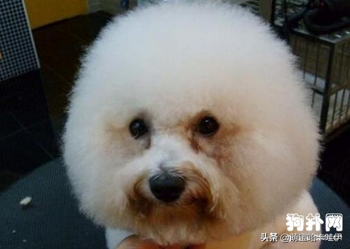 比熊犬有泪痕了怎么办,比熊犬出现泪痕该怎么办