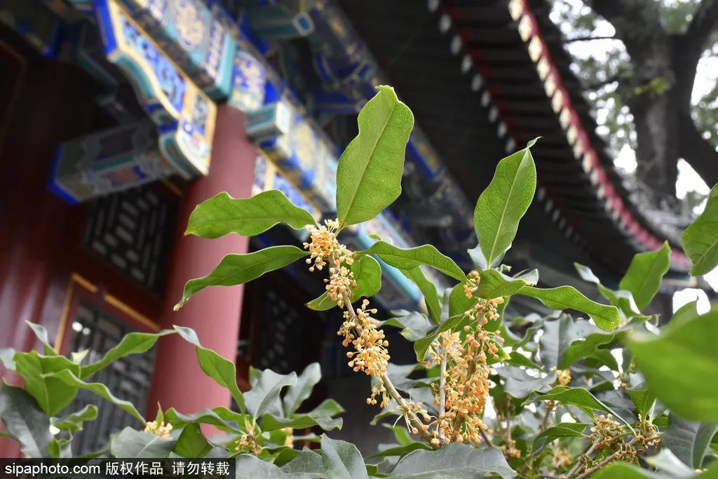 别错过京城这些公园已有别样风景,北京看花海最好的地方